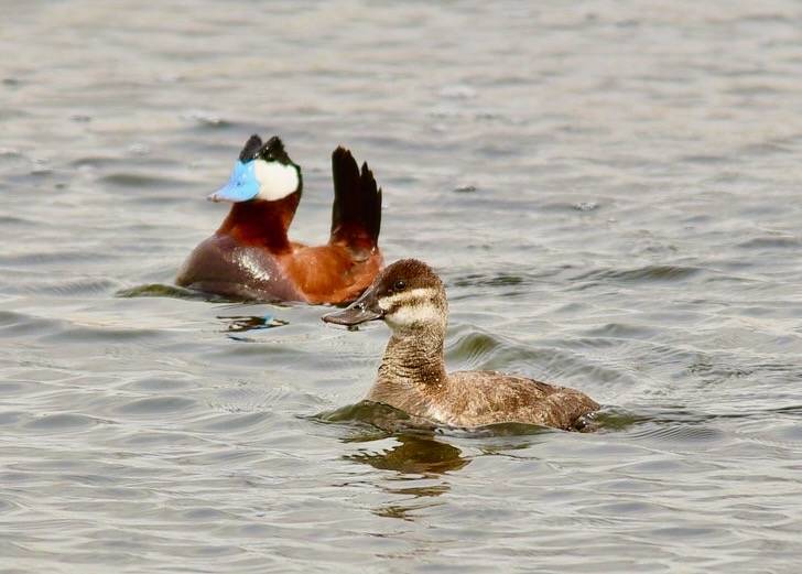 Ruddy duck at Seedskadee National Wildlife Refuge by Tom Koerner/ USFWS Mountain Prairie is marked with Public Domain Mark 1.0.
